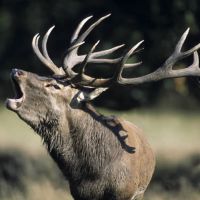 Le Brâme du Cerf en septembre Octobre