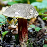 Les richesses de la Forêt de Mormal